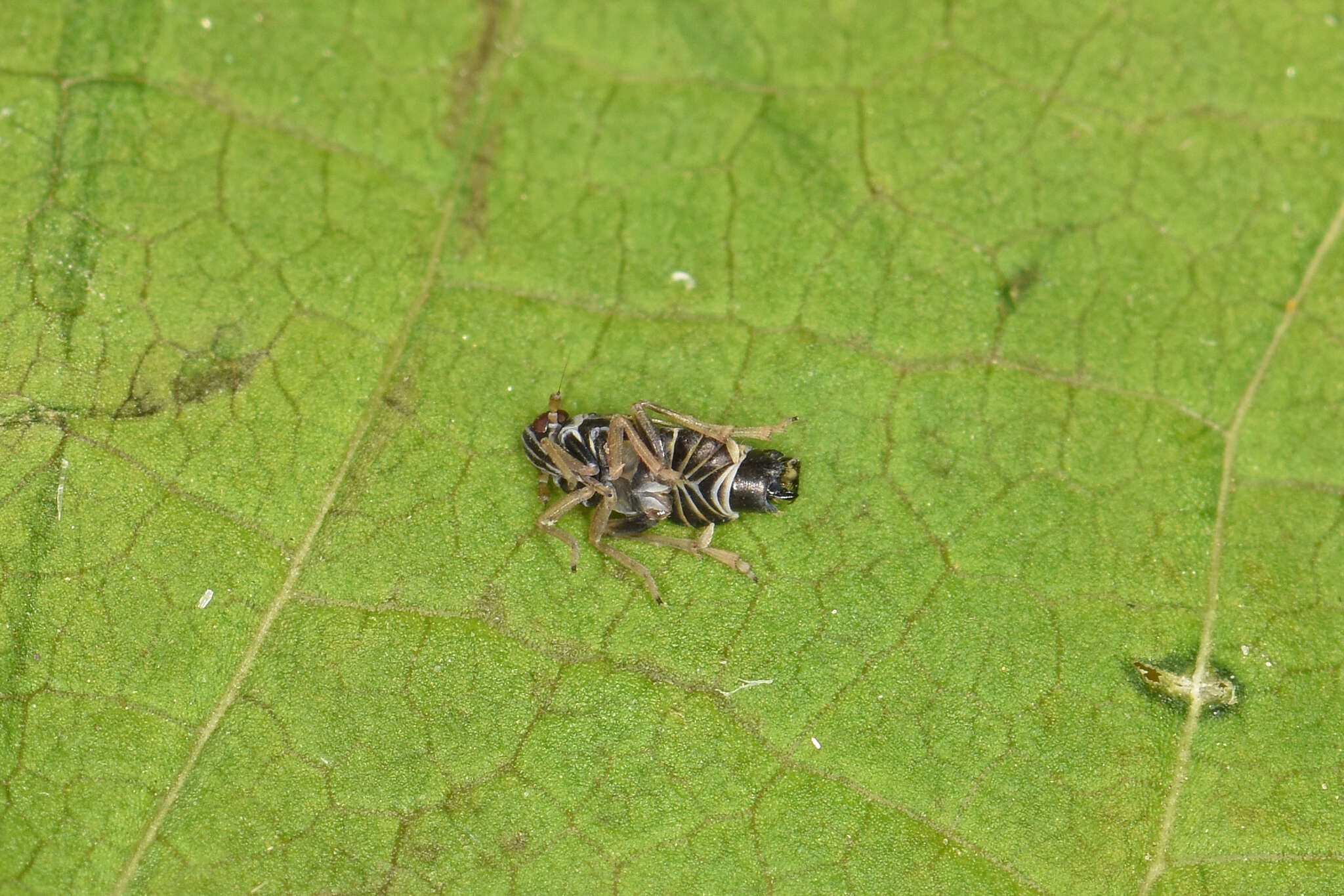 Sivun Hyledelphax elegantulus (Boheman 1847) kuva