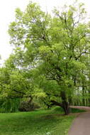 Image of Shandong Maple