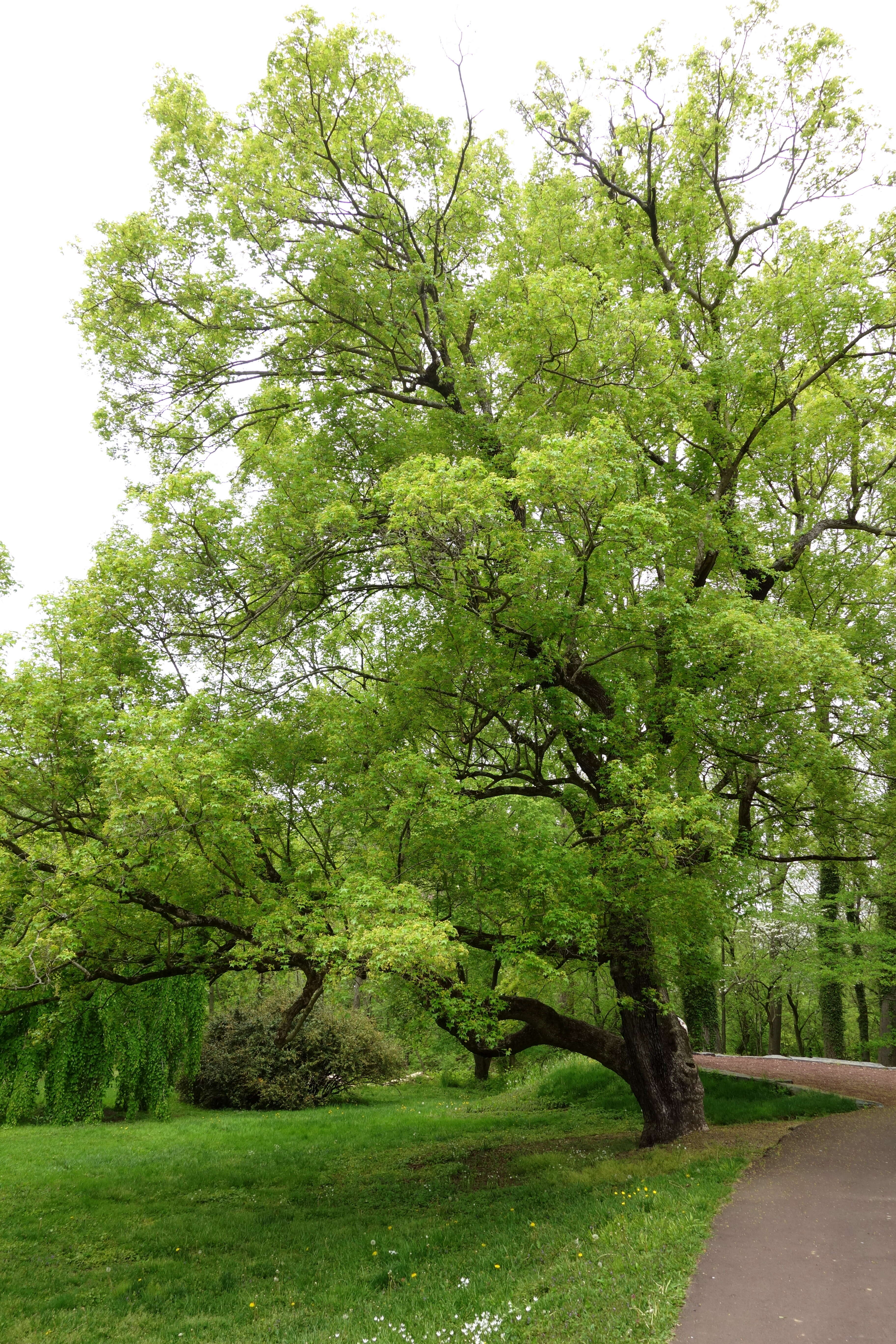 Image of Shandong Maple