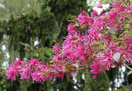 صورة Loropetalum chinense (R. Br.) Oliv.