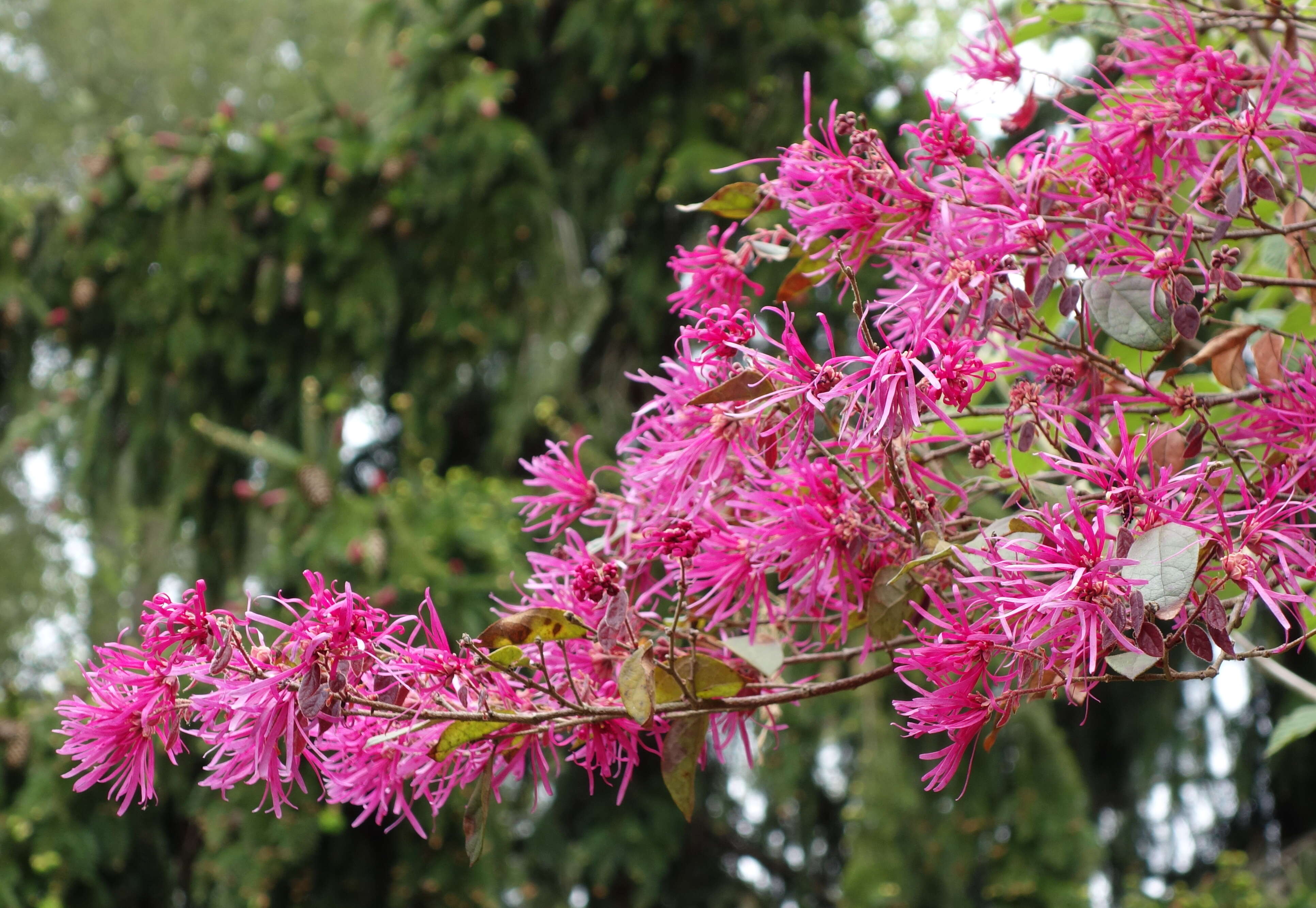 Image of Chinese fringe flower