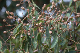 Image of Corymbia intermedia (R. T. Baker) K. D. Hill & L. A. S. Johnson