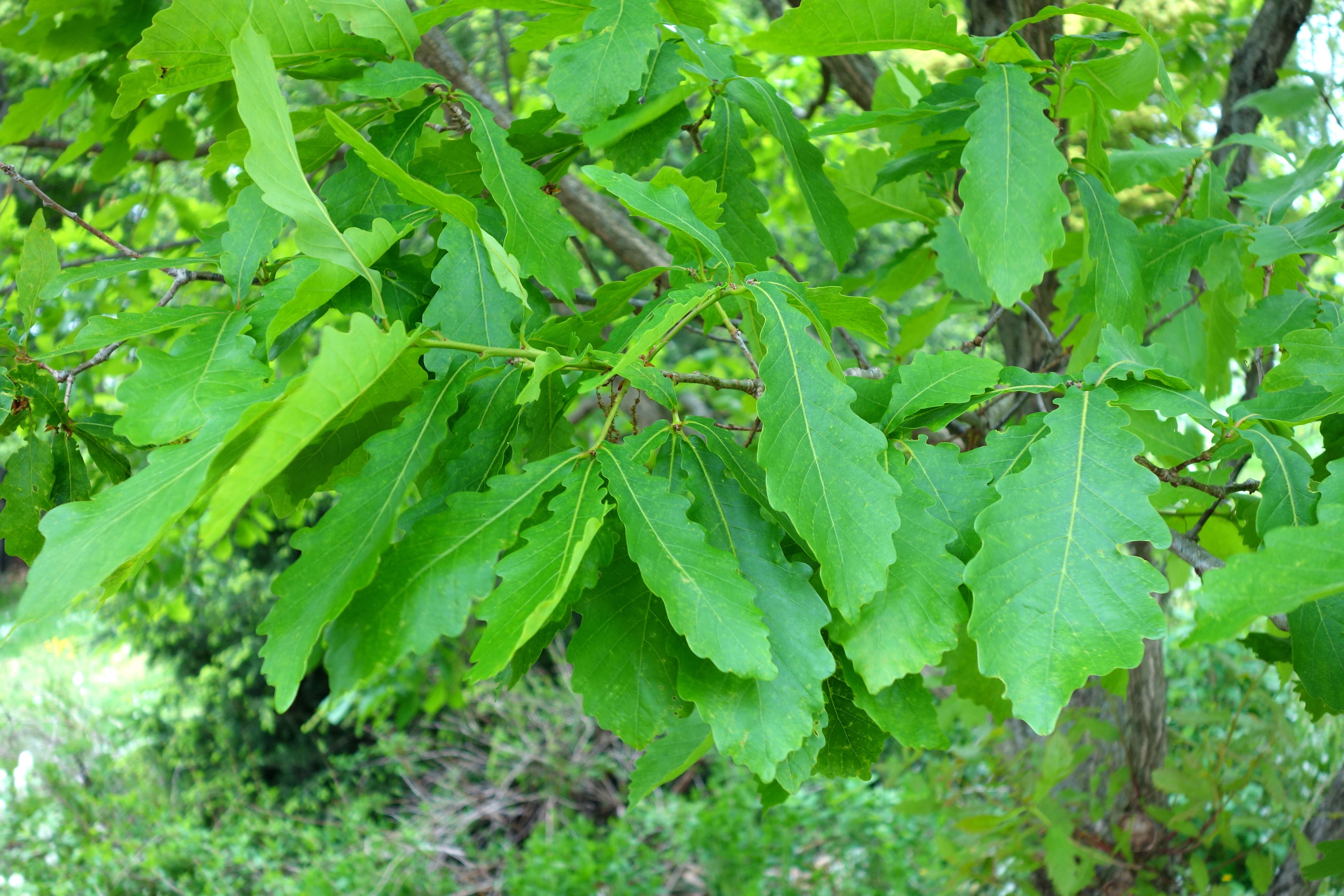 Quercus mongolica Fisch. ex Ledeb. resmi