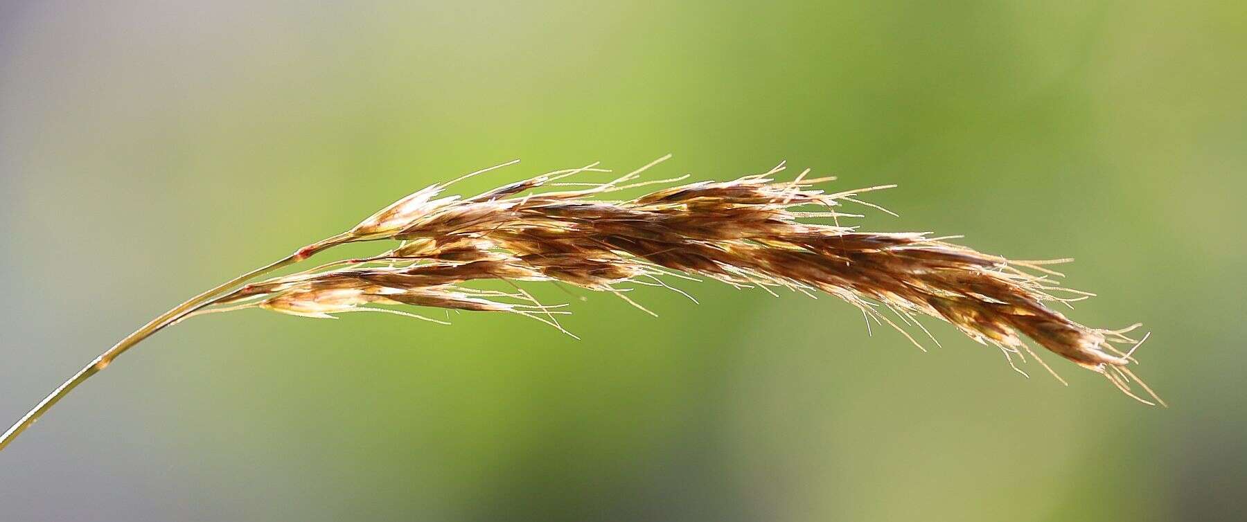 Plancia ëd Trisetum alpestre (Host) P. Beauv.