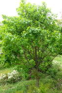 Image of Mongolian Oak