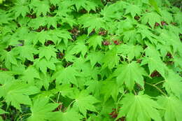 Imagem de Acer sieboldianum Miq.