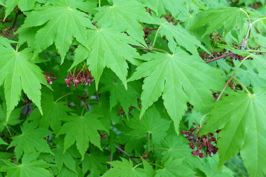 Plancia ëd Acer sieboldianum Miq.