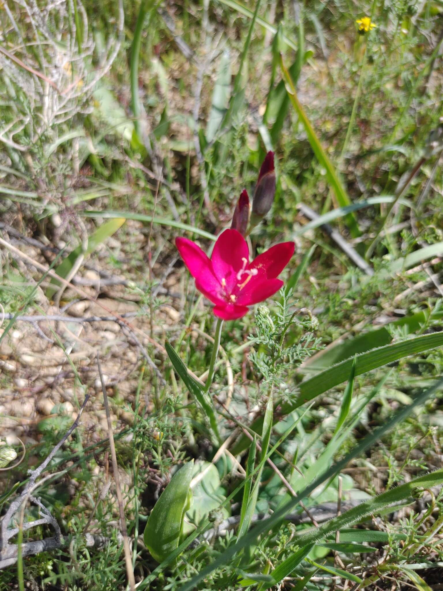 Image of Geissorhiza inflexa (D. Delaroche) Ker Gawl.