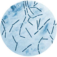 Image de Clostridium septicum
