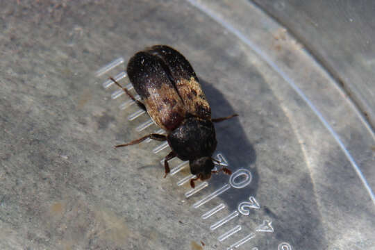 Image of larder beetle