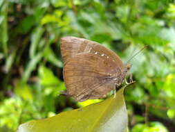 Plancia ëd Arhopala centaurus (Fabricius 1775)