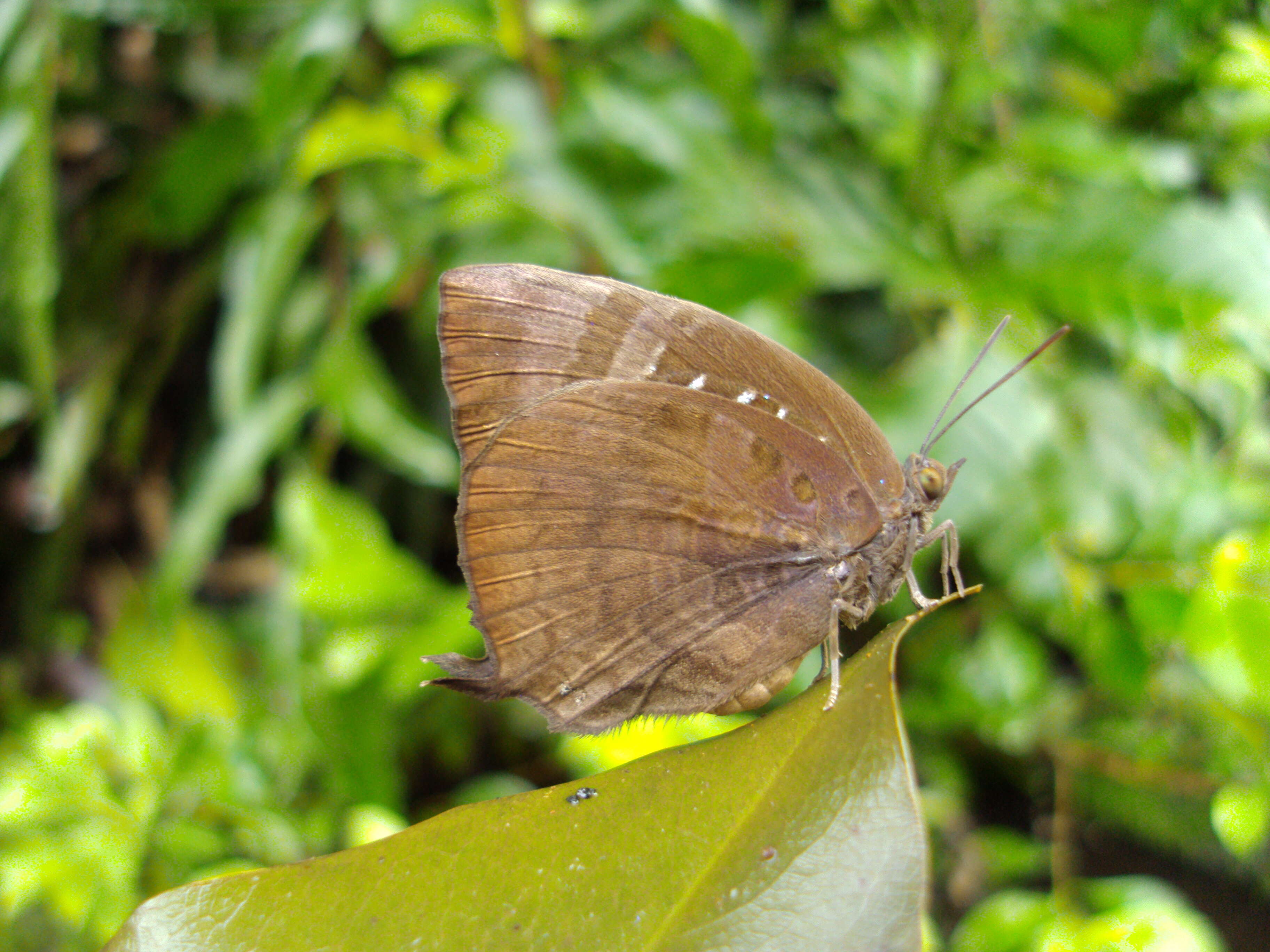 Plancia ëd Arhopala centaurus (Fabricius 1775)