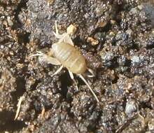 Image of Mann's Ant Cricket