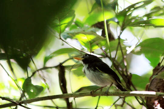 Image of Black-and-white Tody-Flycatcher