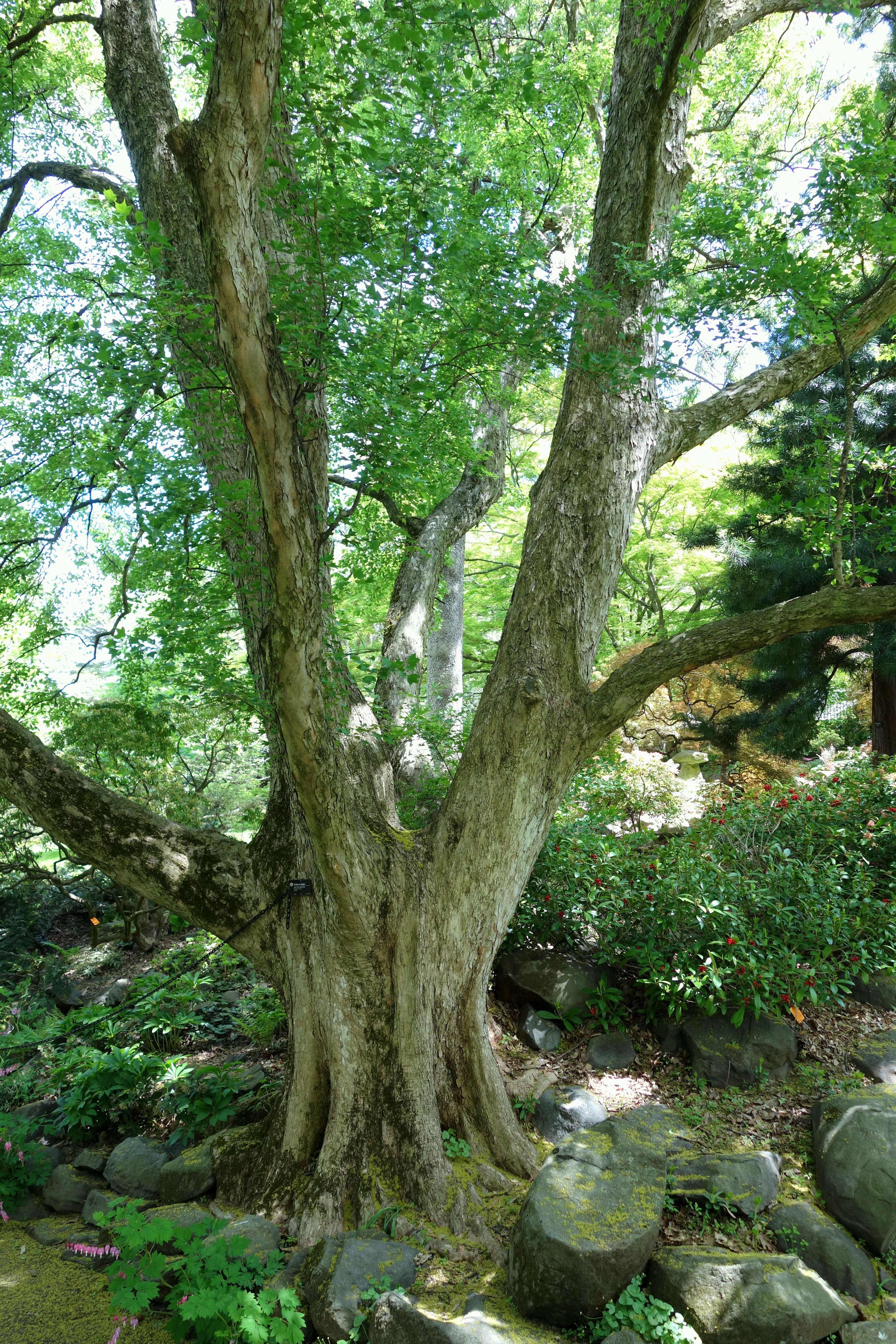 Image of three-toothed maple