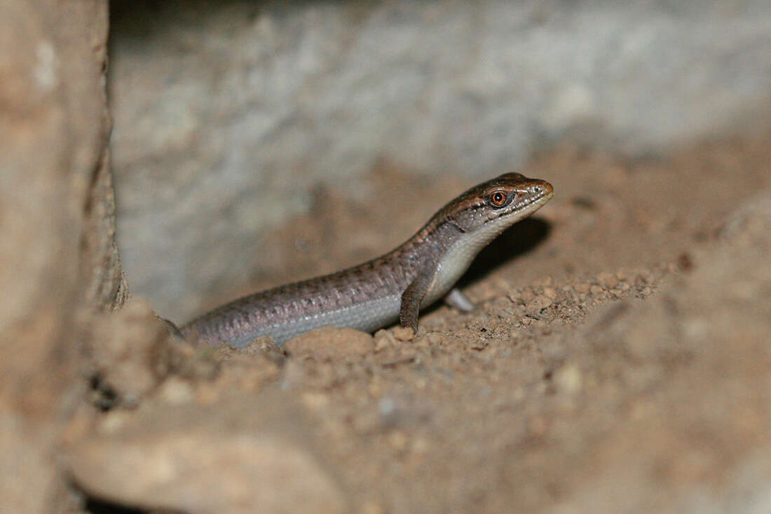 Image of Northern Alligator Lizard