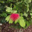 Imagem de Calliandra tergemina (L.) Benth.