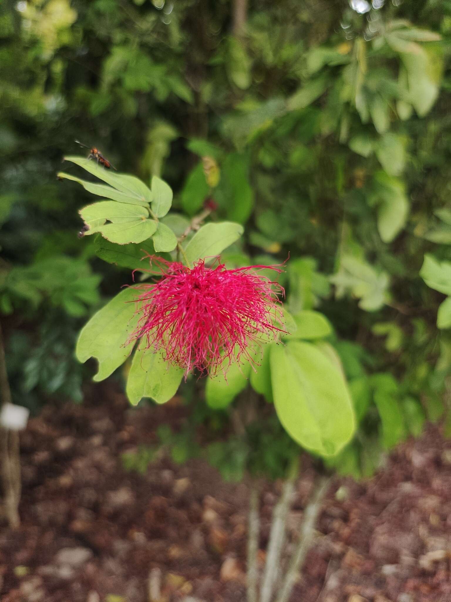 Imagem de Calliandra tergemina (L.) Benth.