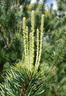 Image of Guangdong White Pine