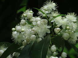Sivun Decaspermum humile (G. Don) A. J. Scott kuva