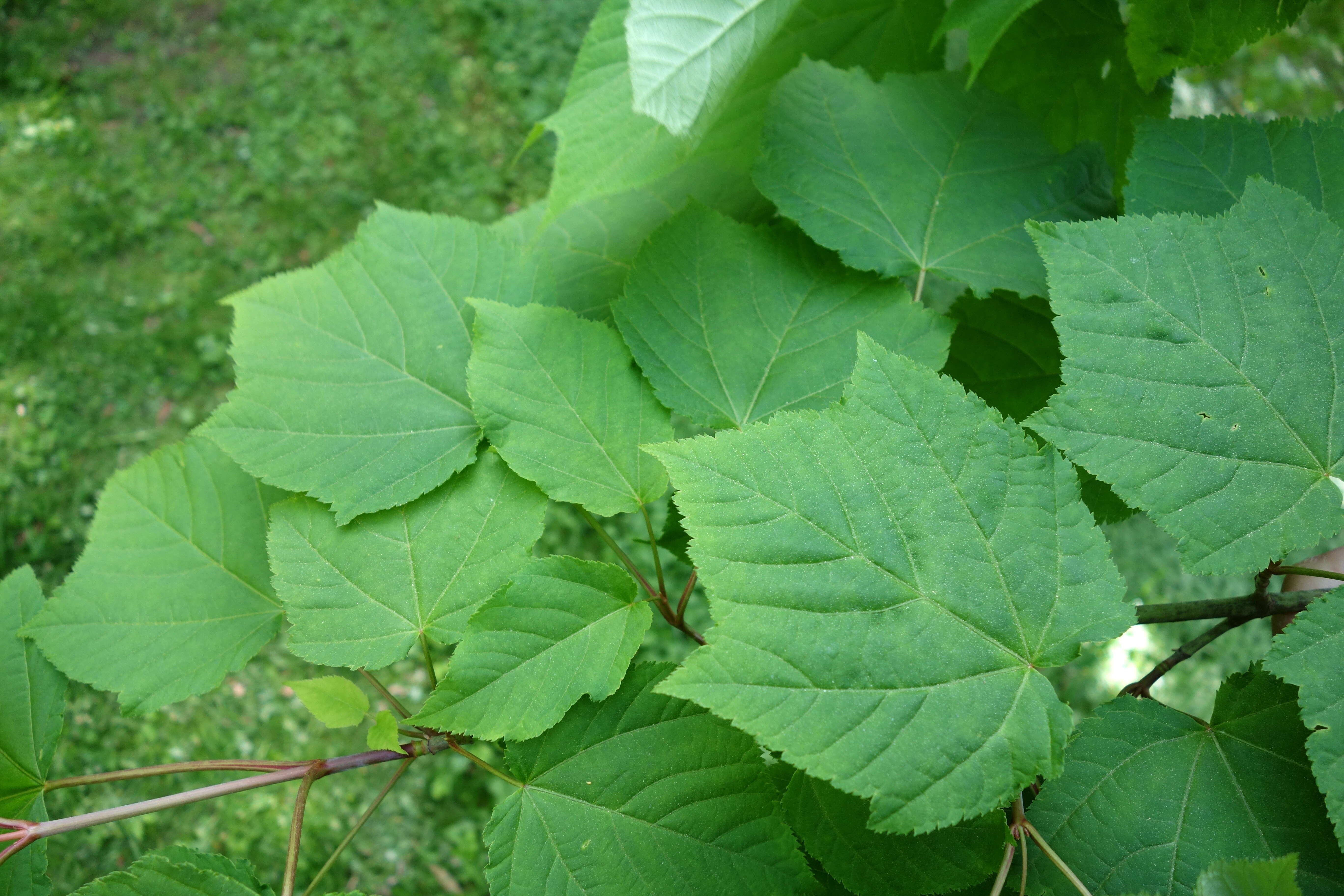 Image of Manchurian Striped Maple