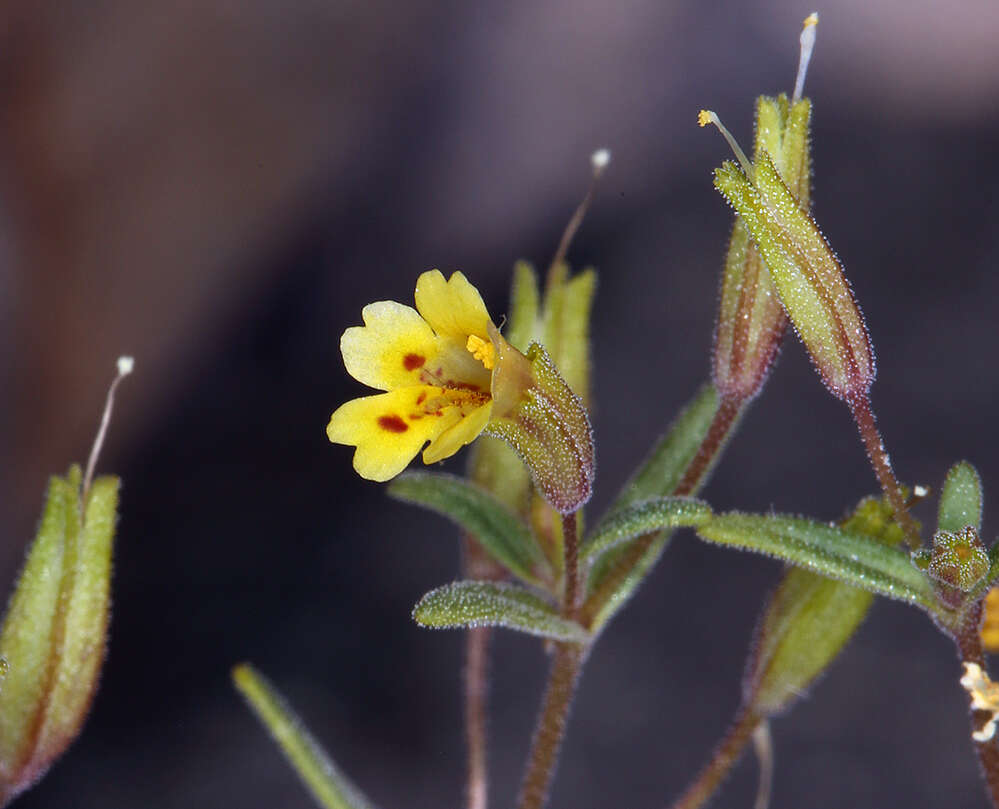 Erythranthe rubella (A. Gray) N. S. Fraga resmi