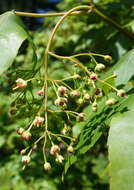 Image of Acer wuyuanense