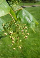 Image of Acer wuyuanense