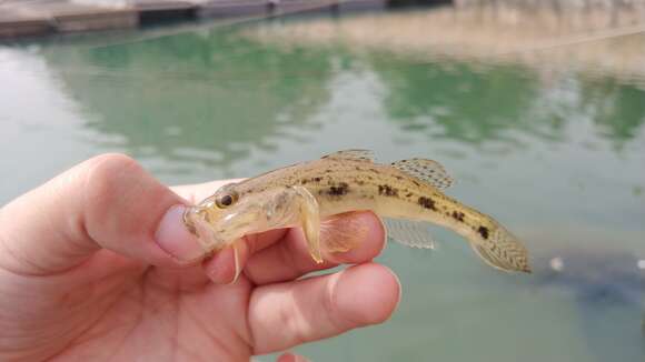 Image of Glossogobius