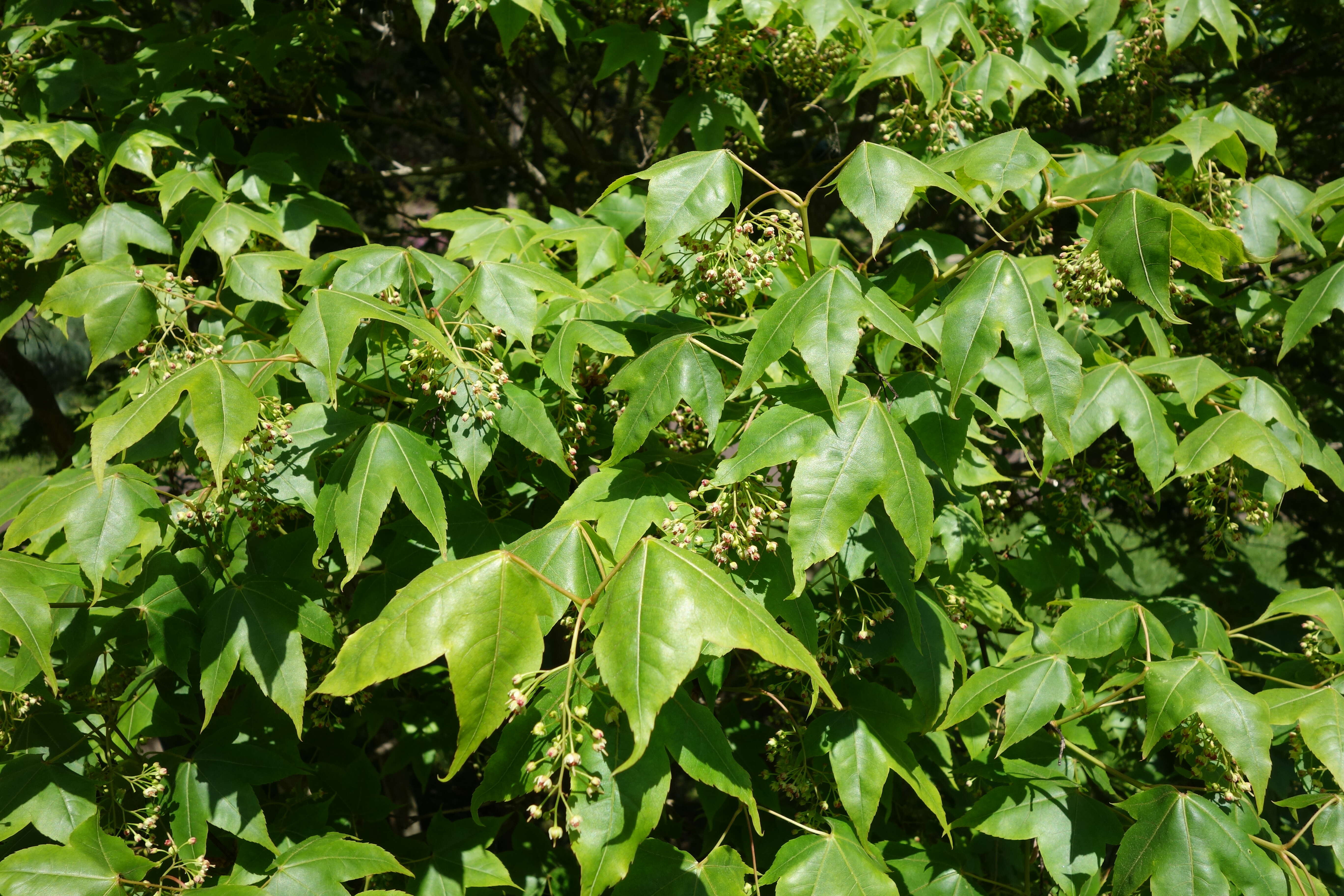 Image of Acer wuyuanense