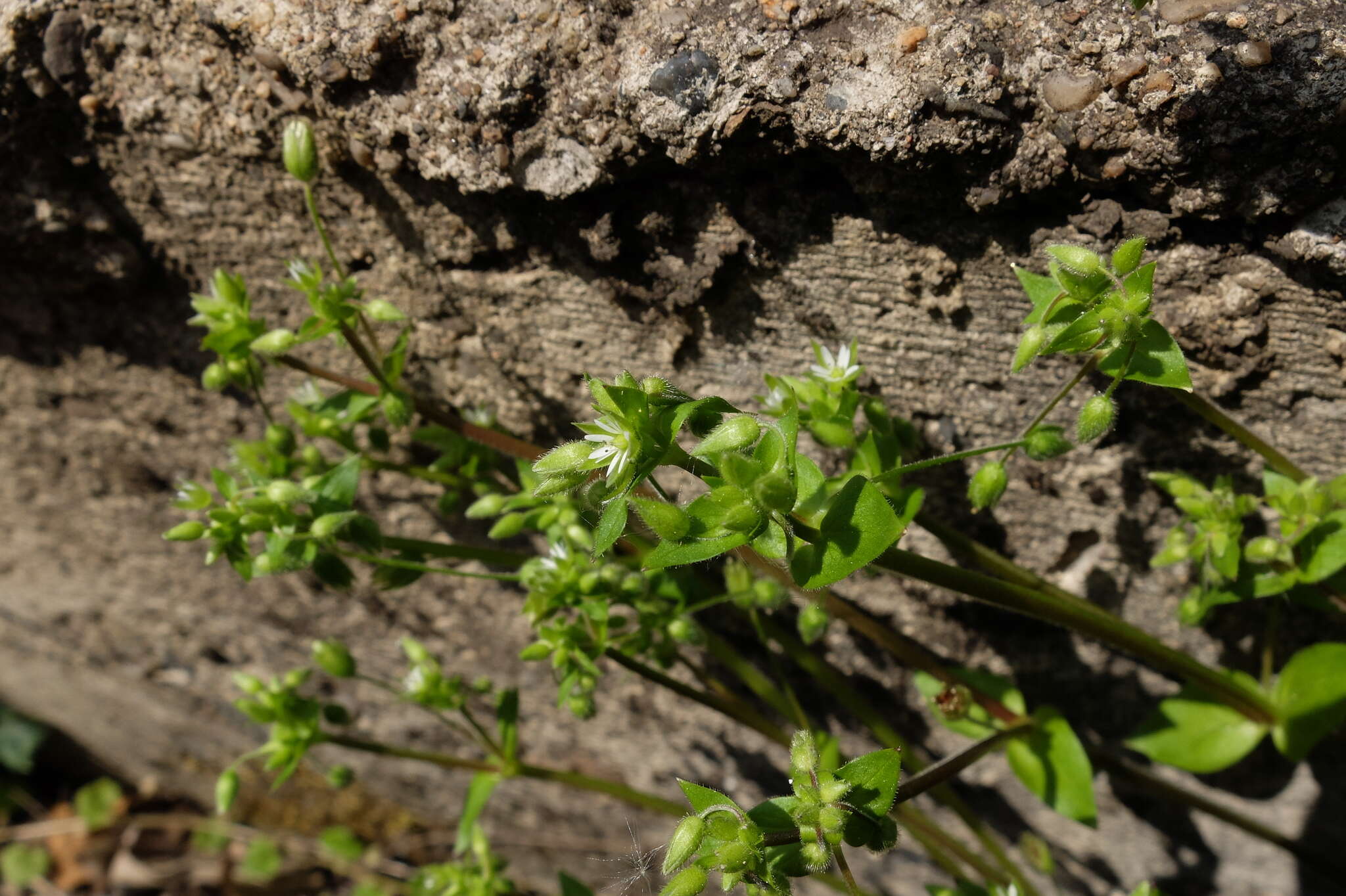 Image de <i>Stellaria ruderalis</i>