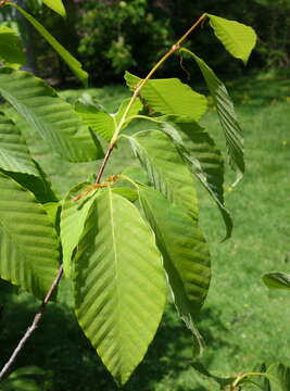 Image of Chinese Beech