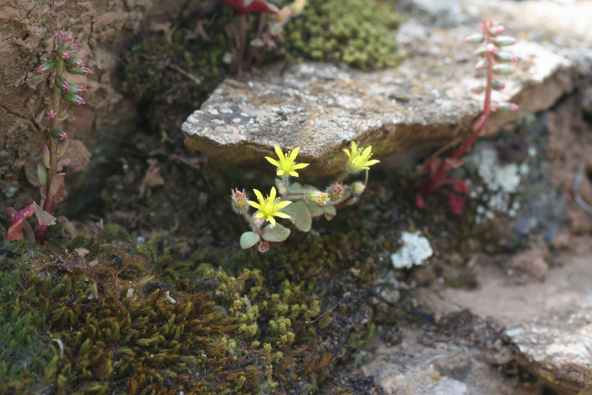 Image of Sedum modestum Ball