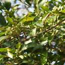 Image of Ficus pertusa L. fil.