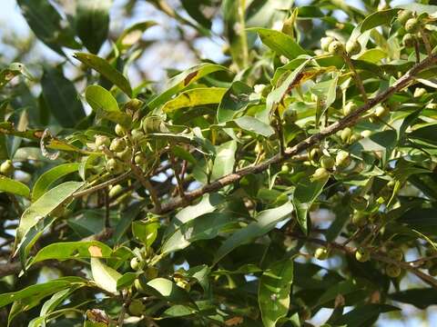 Image of Ficus pertusa L. fil.