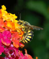 Image of Florentine Wool-carder Bee