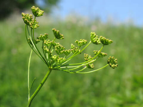 Seseli peucedanoides (Bieb.) Kos.-Pol.的圖片