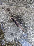 Image of New Zealand flatworm