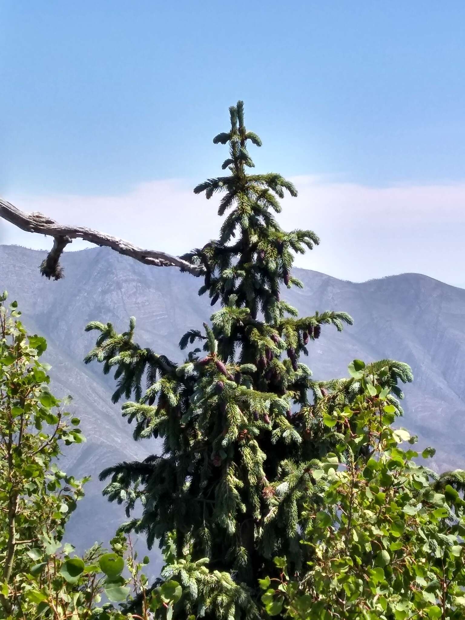 Imagem de Picea engelmannii subsp. mexicana (Martínez) P. A. Schmidt