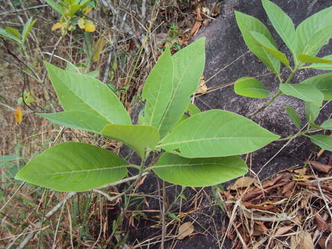 Image de Litsea glutinosa (Lour.) C. B. Rob.