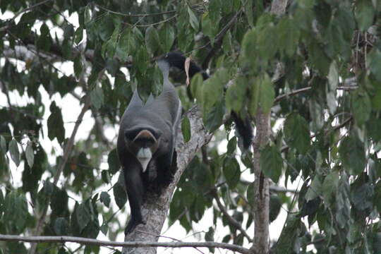 Imagem de Cercopithecus neglectus Schlegel 1876