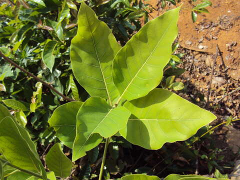 Image of Indian laurel