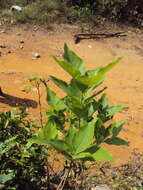Image of Indian laurel