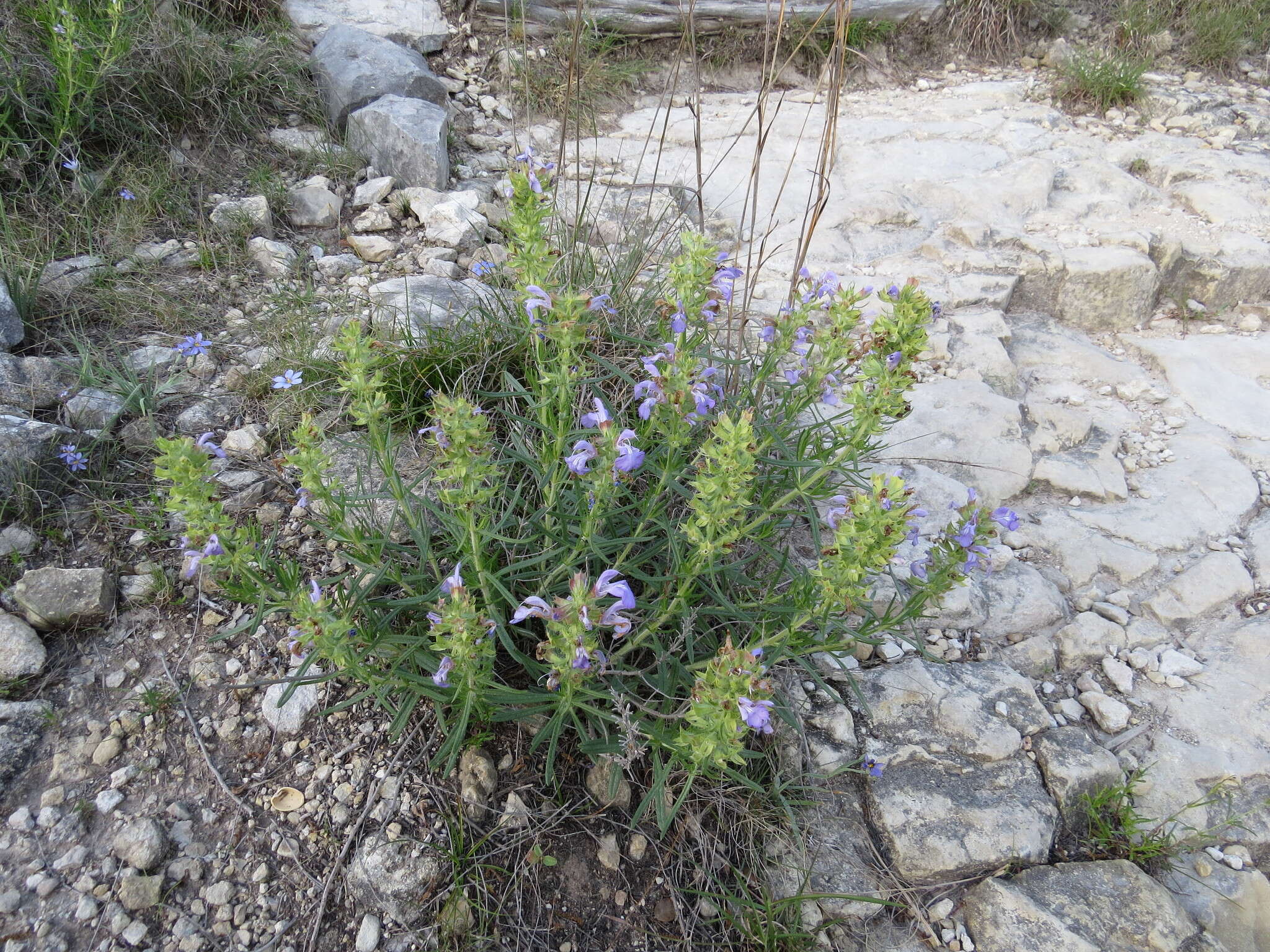 Sivun Salvia engelmannii A. Gray kuva