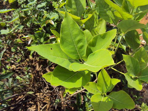 Image of Indian laurel