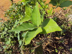 Image of Indian laurel