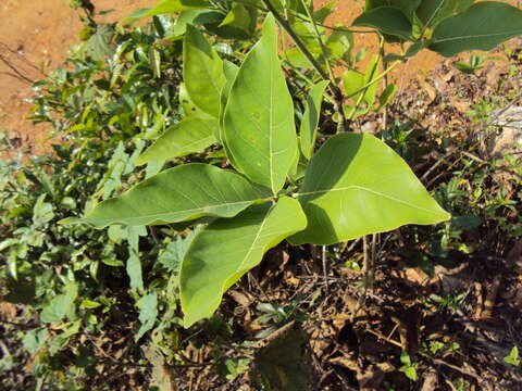 Image de Litsea glutinosa (Lour.) C. B. Rob.