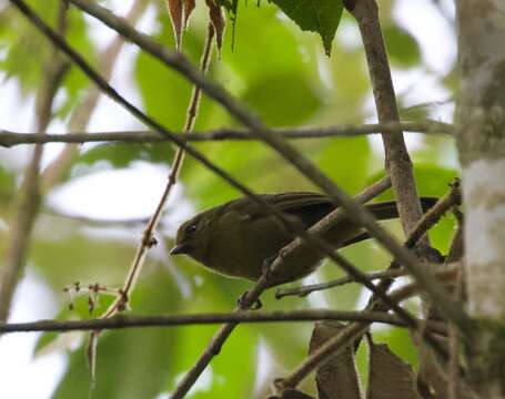 Myiothlypis signata (Berlepsch & Stolzmann 1906) resmi