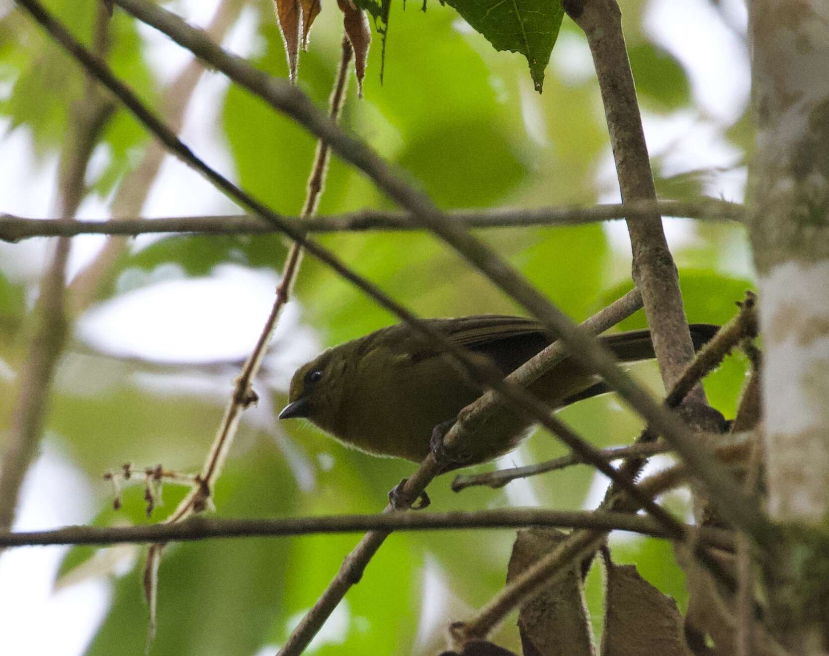 Image of Pale-legged Warbler