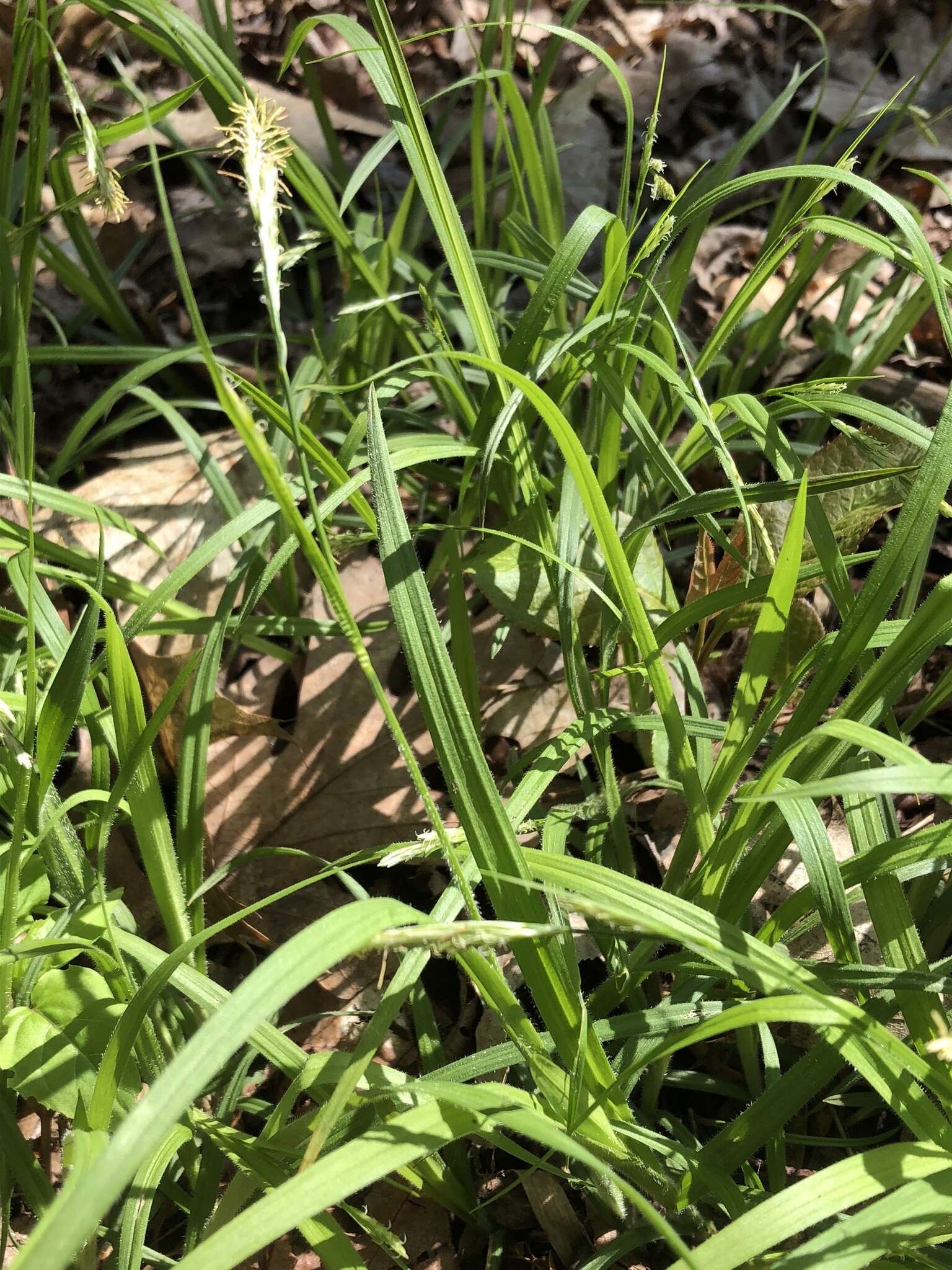 Image of pubescent sedge